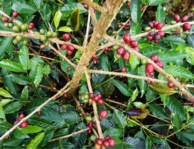 A Geisha Gesha plant with cherries at various stages of ripeness