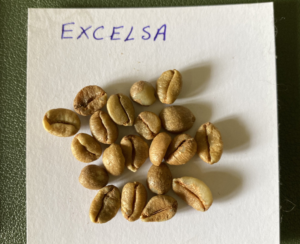 Excelsa Coffee 4