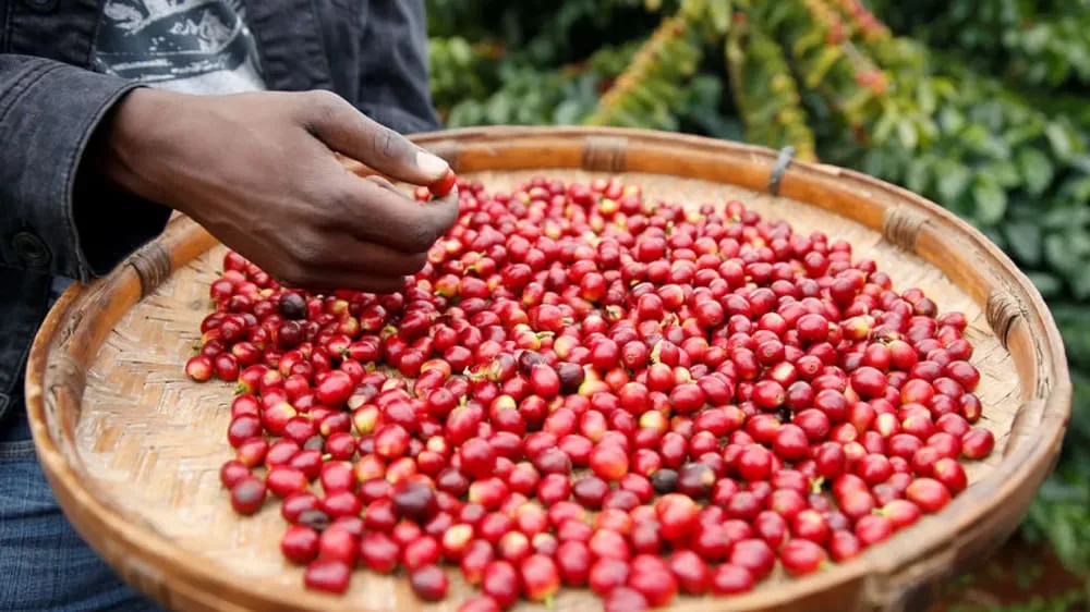 تاریخچه قهوه زیمباوه