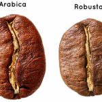 Robusta and Arabica bean 1200x1200