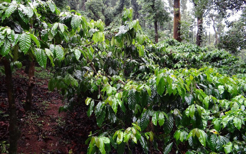 robusta coffee trees 1024x640 1